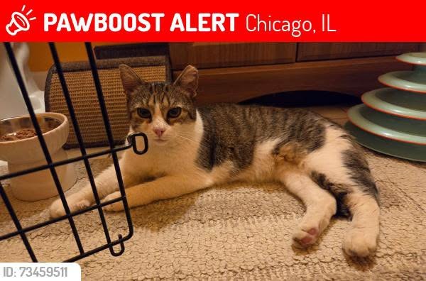 lost cat in Chicago, Illinois