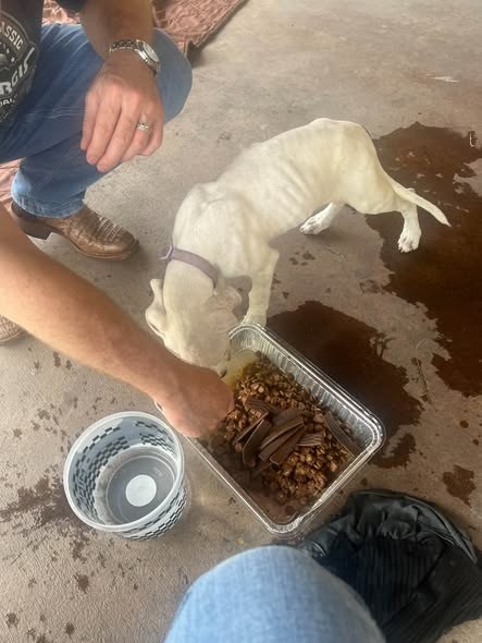 Found Dog in Houston, Texas — URGENT HELP NEEDED BEFORE SOMETHING TRAGIC HAPPENS TO THiS LITTLE GIRL☄️☄️ RESCUE/ FOSTER NEEDED… — additional photo 2