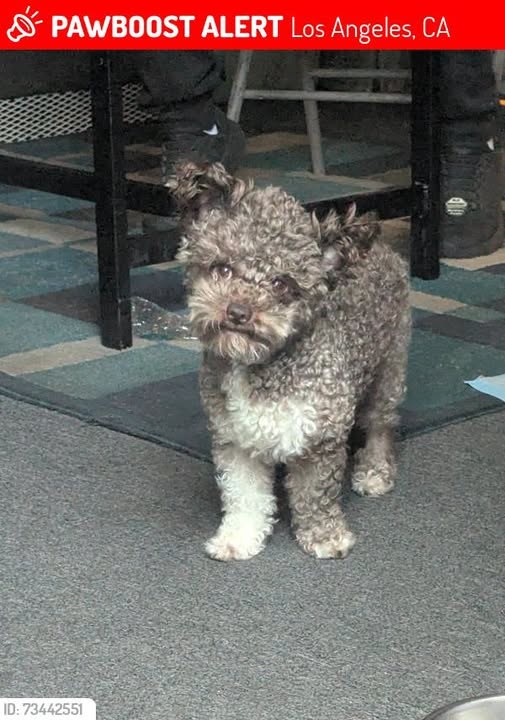 Lost Dog in Los Angeles, California — Pompis was LOST in Los Angeles, CA 90048 near Susanne and Ervin Bard Pavilion