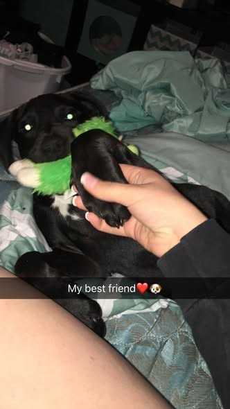 Lost Dog in Tully, New York — Tully, NY could be anywhere by now It’s been almost a month since our dog Rocky got out — additional photo 2