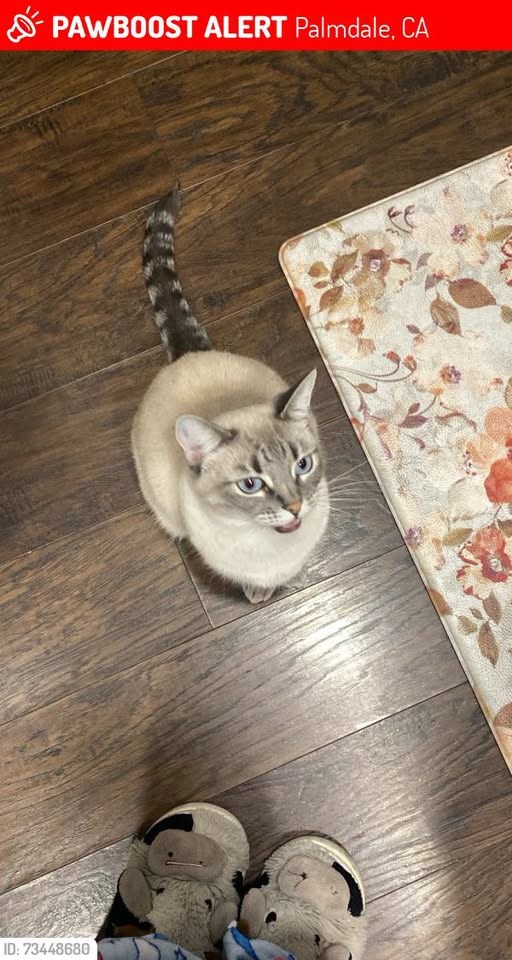 Lost Cat in Palmdale, California — Nube was LOST in Palmdale, CA 93550 near 30th st e & pearblossom how
