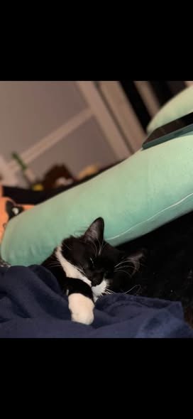 Lost Cat in Park City, Illinois — listing photo
