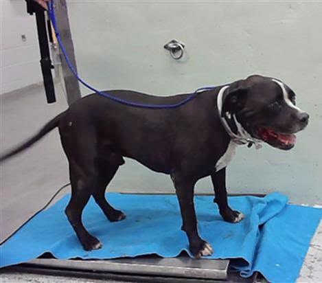 Lost Pet in Houston, Texas — 32 New Arrivals at BARC – Houston, TX (City Municipal Shelter) ➡️ Tues, 🟢 Newly Added Lost &… — additional photo 4