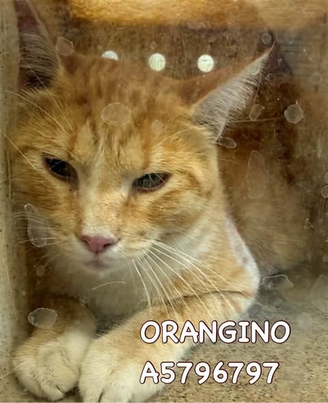 Pet alert in Lancaster, California — Come adopt🙏save a life 🚨🔥 - 6 URGENT Cats need IMMEDIATE rescue at LANCASTER ANIMAL SHELTER — additional photo 3