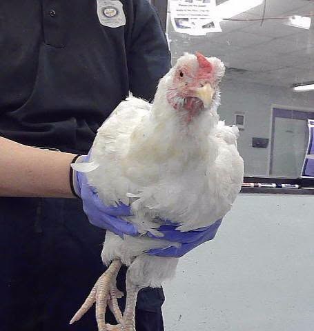 Lost Pet in Houston, Texas — 32 New Arrivals at BARC – Houston, TX (City Municipal Shelter) ➡️ Tues, 🟢 Newly Added Lost &…