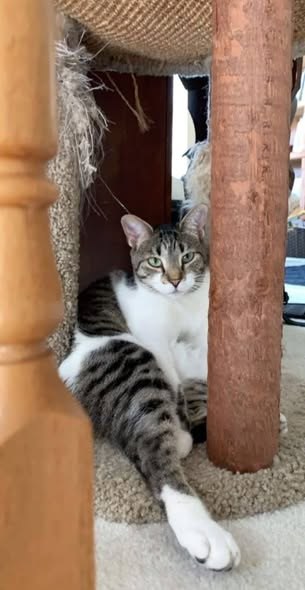 Lost Cat in Winfield, Illinois — listing photo — additional photo 2