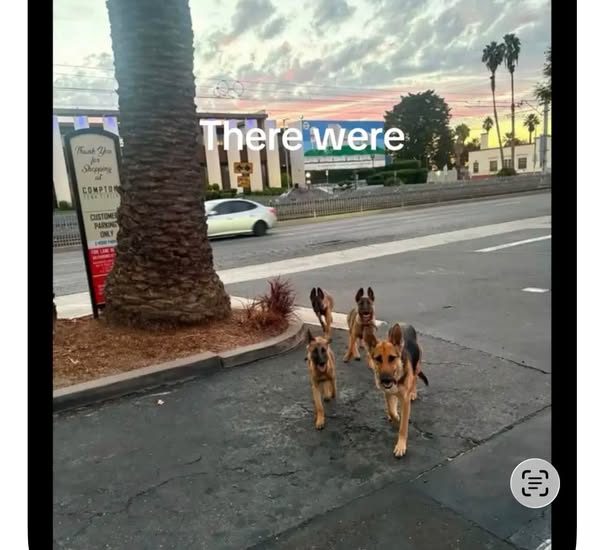 Found Pet in Los Angeles, California — The Connection: The puppy found exhausted outside the Lynnwood Detention Center (rescued…
