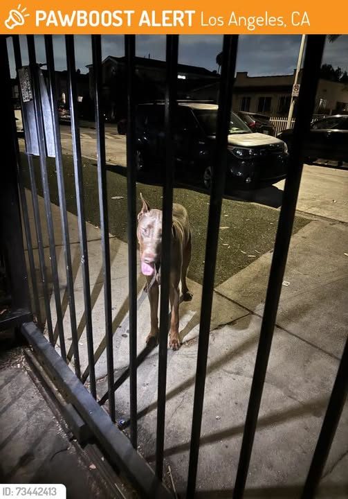 Found Dog in Los Angeles, California — This dog was FOUND in Los Angeles, CA 90001 near Central and avalon