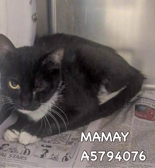 Pet alert in Lancaster, California — Come adopt🙏save a life 🚨🔥 - 6 URGENT Cats need IMMEDIATE rescue at LANCASTER ANIMAL SHELTER