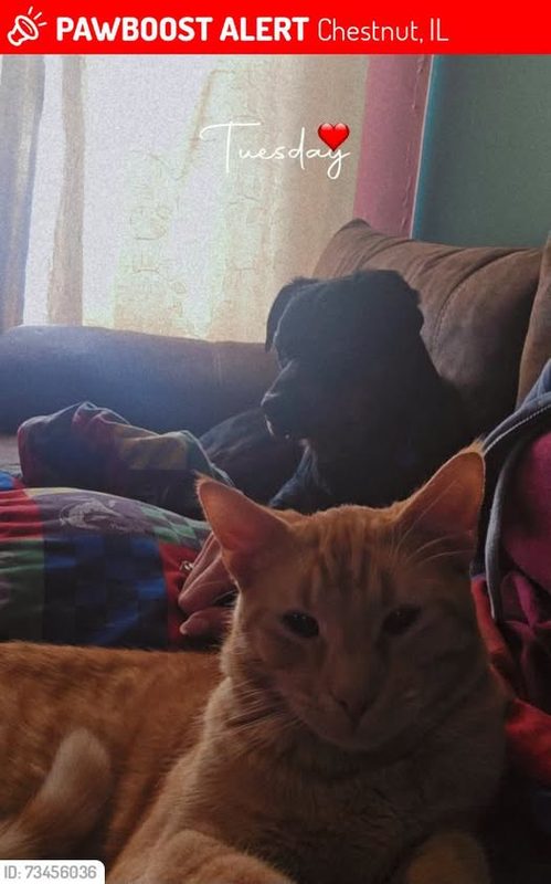 Lost Cat in Chestnut, Illinois — Louve Jackson was LOST in Chestnut, IL 62518 near beason Chestnut Water tower