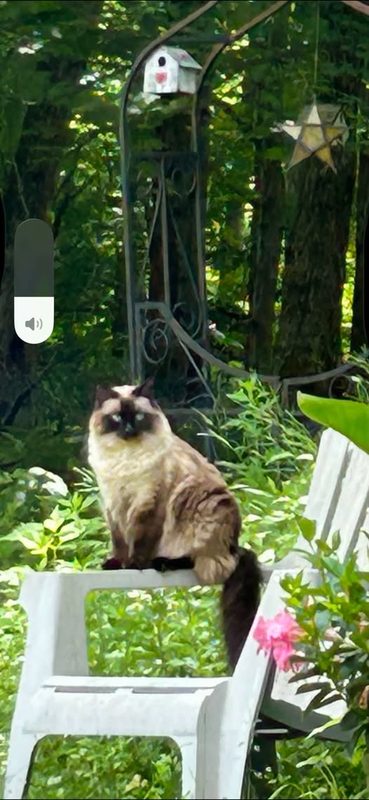 Lost Cat in Averill Park, New York — My parents lost there cat as of the last day they are moving they locked the cat in the…