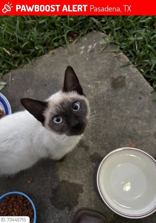 Lost Cat in Pasadena, Texas — Chop Suey was LOST in Pasadena, TX 77502 near Hector and Valerie streets
