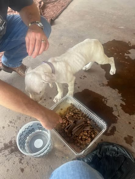 Found Dog in Houston, Texas — URGENT HELP NEEDED BEFORE SOMETHING TRAGIC HAPPENS TO THiS LITTLE GIRL☄️☄️ RESCUE/ FOSTER NEEDED…