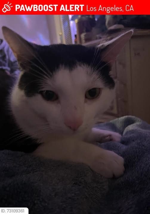 Lost Pet in Los Angeles, California — Cat Lost on in Los Angeles, CA 91601, on or near Cahuenga Boulevard and Whitnall Highway
