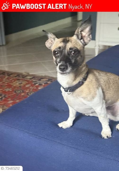Lost Dog in Nyack, New York — Tilly was LOST in Nyack, NY 10960 near SE Doubleton Dr, Stuart FL 34997, USA