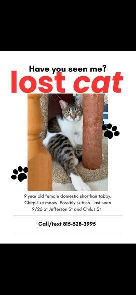 Lost Cat in Winfield, Illinois — listing photo