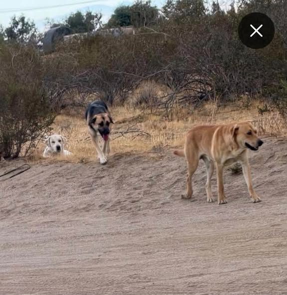 Found Dog in Palmdale, California — URGENT!!️ dog people
