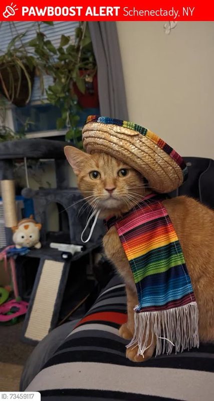 Lost Cat in Schenectady, New York — Kissy Girl was LOST in Schenectady, NY 12309 near Rugby & McClellan