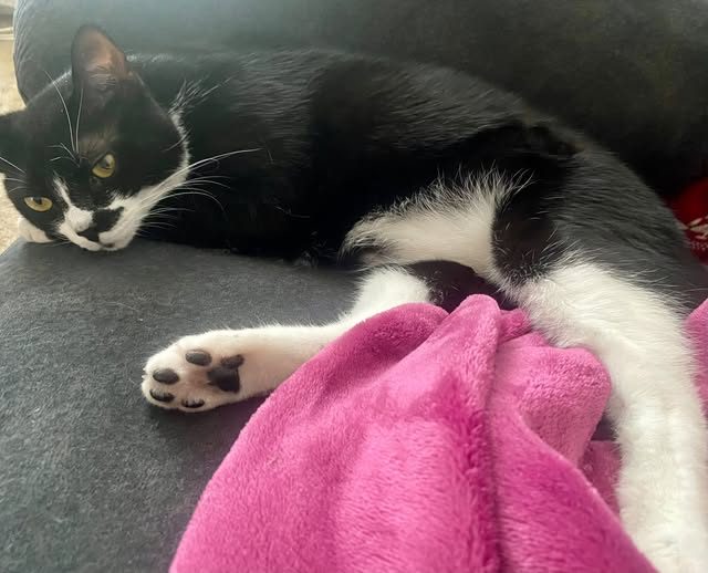 Lost Cat in Los Angeles, California — Gordo was LOST in Los Angeles, CA 91306 near Victory