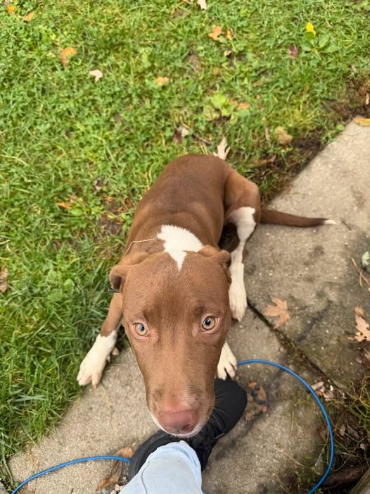 Found Dog in Rochester, New York — listing photo