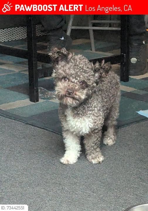 Lost Dog in Los Angeles, California — Pompis was LOST in Los Angeles, CA 90048 near Susanne and Ervin Bard Pavilion