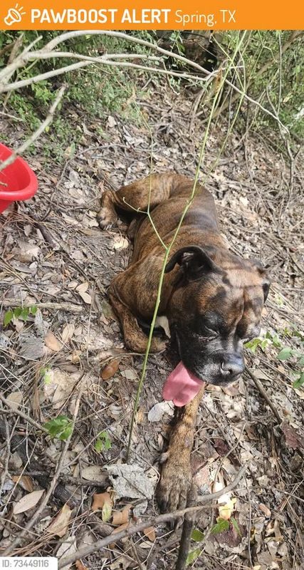 Found Dog in Spring, Texas — This dog was FOUND in Spring, TX 77388 near Roth Elementary School