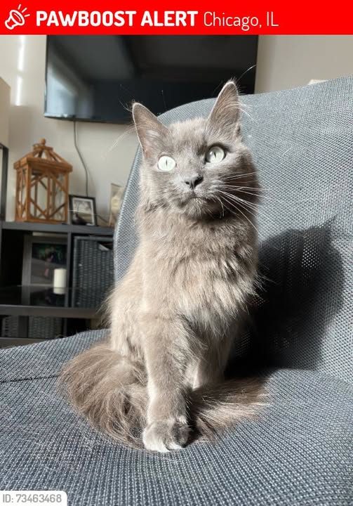 Lost Cat in Chicago, Illinois — Bentley was LOST in Chicago, IL 60618 near School & Springfield