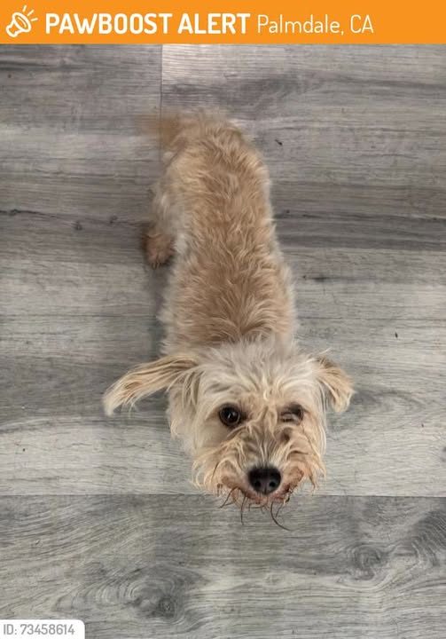 Found Dog in Palmdale, California — This dog was FOUND in Palmdale, CA 93552 near E Palmdale Blvd Palmdale