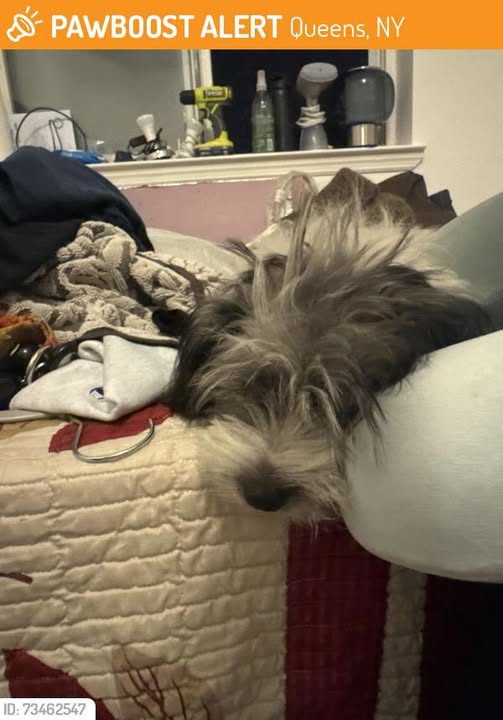 Found Dog in Queens, New York — This dog was FOUND in Queens, NY 11373 near 57th St and Van Horn St, Elmhurst, NY