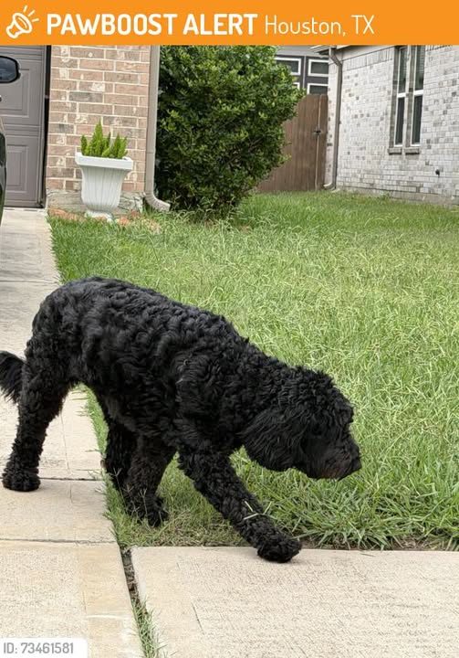 Found Dog in Houston, Texas — This dog was SIGHTED in Houston, TX 77429 near Twilight Knoll Trl Cypress