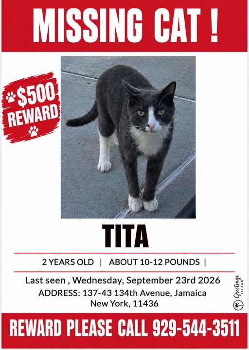 Lost Cat in Queens, New York — listing photo