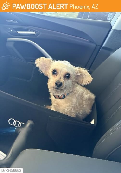 found dog in Phoenix, Arizona