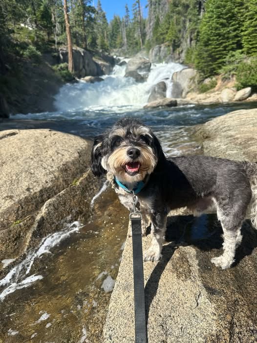 Lost Dog in Clovis, California — Last seen in Clovis near Minnewawa and Bullard