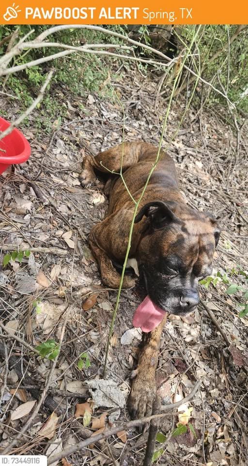 Found Dog in Spring, Texas — This dog was FOUND in Spring, TX 77388 near Roth Elementary School