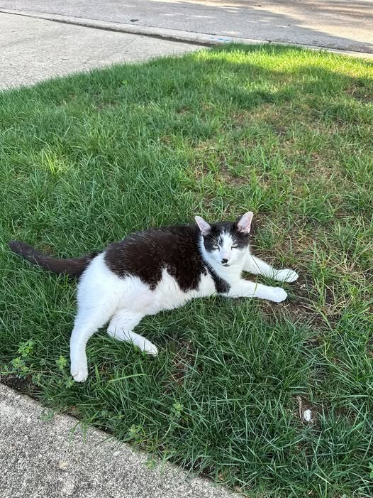 lost cat in Glen Ellyn, Illinois
