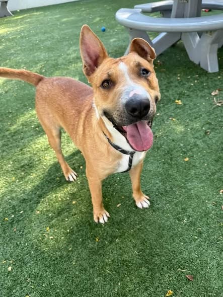 Found Dog in Chatsworth, California — I love to play fetch Please pledge a donation you would like to contribute toward this… — additional photo 3
