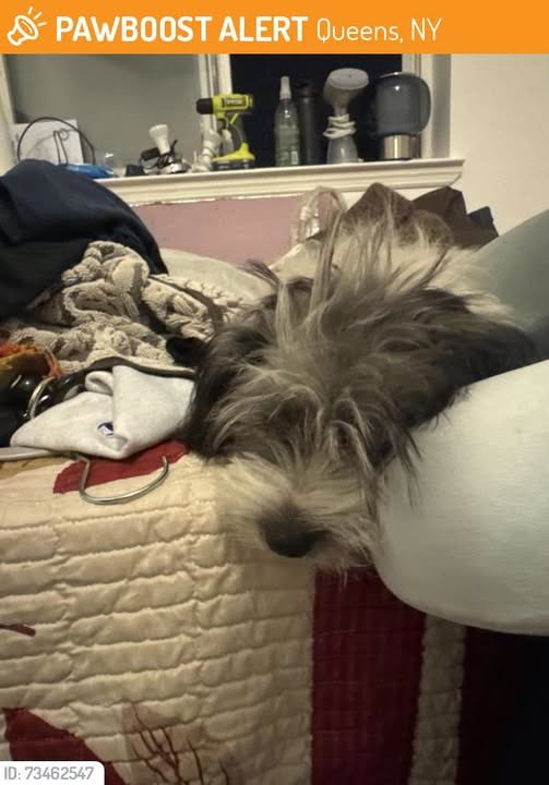 Found Dog in Queens, New York — This dog was FOUND in Queens, NY 11373 near 57th St and Van Horn St, Elmhurst, NY