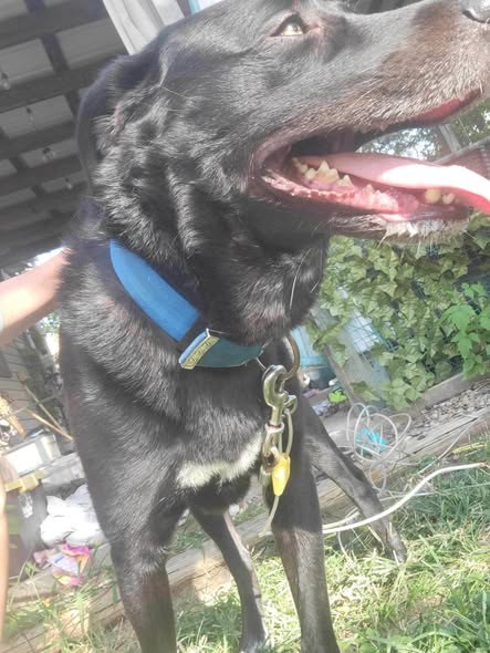 Found Pet in Flora, Illinois — Is anyone missing this friendly guy in Flora