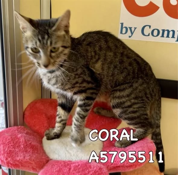 Pet alert in Lancaster, California — Come adopt🙏save a life 🚨🔥 - 6 URGENT Cats need IMMEDIATE rescue at LANCASTER ANIMAL SHELTER — additional photo 2