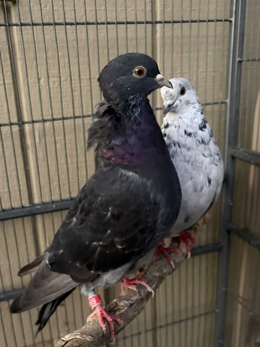 Pet alert in Tehachapi, California — It had been there since and the shelter was unable to contact any owners