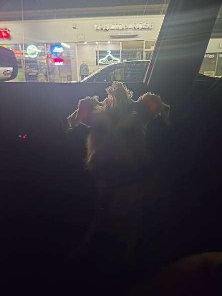 Lost Dog in Waukegan, Illinois — He got out this morning in Waukegan near Baldwin and Grand — additional photo 2