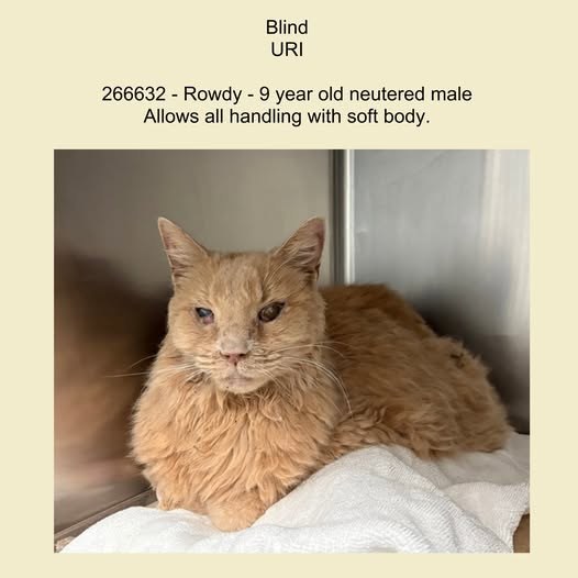 found cat in New York, New York