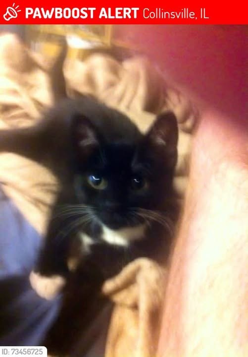 lost cat in Collinsville, Illinois
