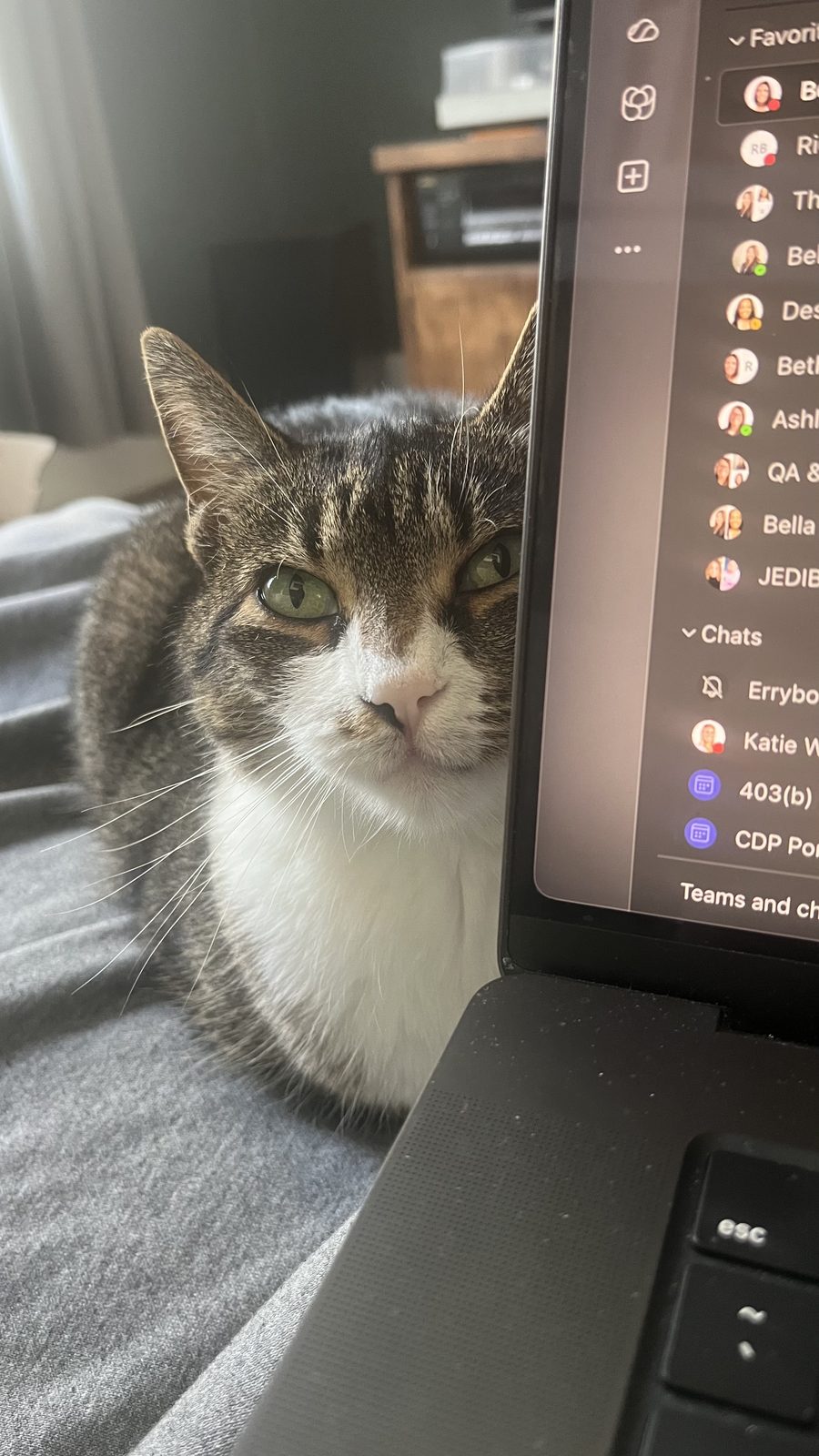 Missing Cat