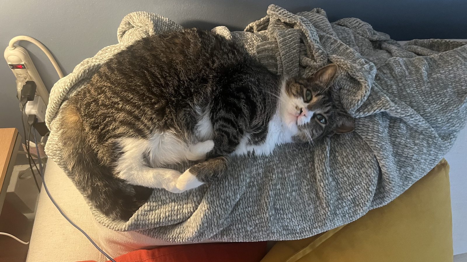 Lost Cat in McKees Rocks, Pennsylvania — listing photo — additional photo 2