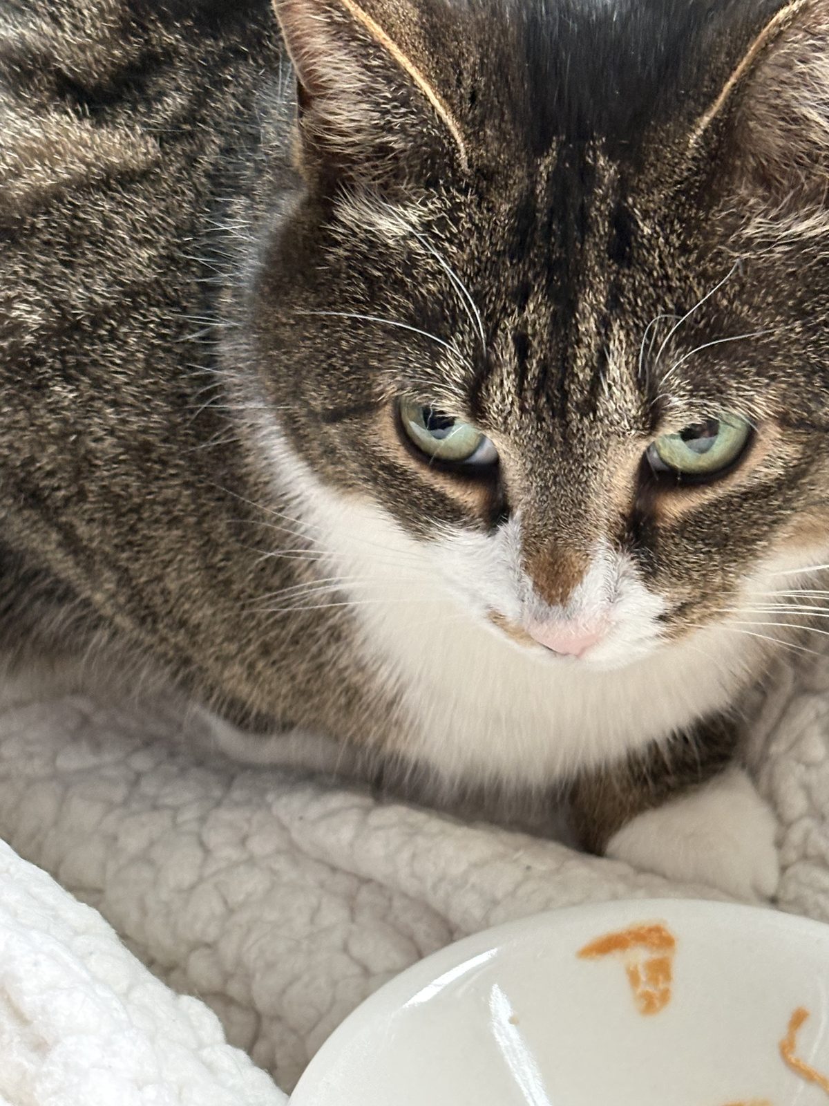 Lost Cat in McKees Rocks, Pennsylvania — listing photo — additional photo 3